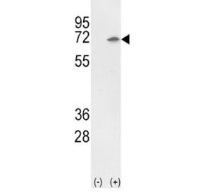 Ku70 Antibody