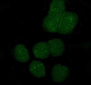 Immunofluorescent staining of FFPE human A431 cells with APOBEC3G antibody (green). HIER: steam sect