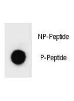 p-PARP1 Antibody (pS41)