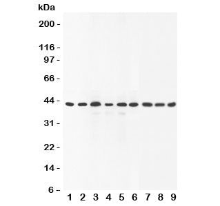 SOX7 Antibody