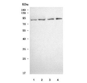 Western blot testing of 1) human T-47D, 2) rat kidney, 3) mouse kidney and 4) mouse small intestine
