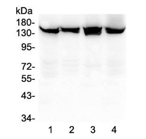 SMC3 Antibody