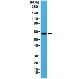 Western blot testing of human HEK293 cell lysate with recombinant AKT antibody at 1:10,000 dilution.