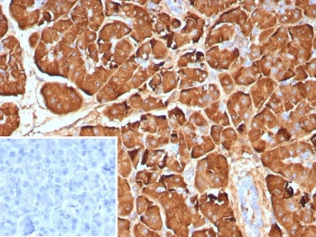 IHC staining of FFPE human pancreas tissue with Pancreatic lipase antibody (clone PNLIP/9040). Inset