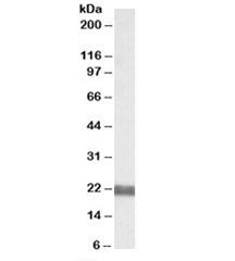 Western blot testing of rat pancreas lysate with UBEF2 antibody at 0.05ug/ml. Predicted molecular we