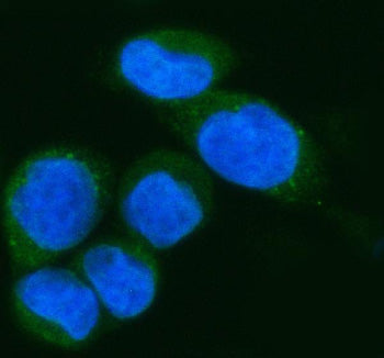 Immunofluorescent staining of IFI44L using anti-IFI44L antibody (green). IFI44L was detected in an i