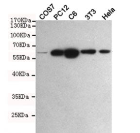 Western blot testing of monkey COS7, rat PC12, rat C6, mouse NIH3T3 and human HeLa cell lysates with