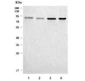 FOXO3A Antibody