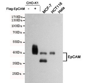 EpCAM Antibody