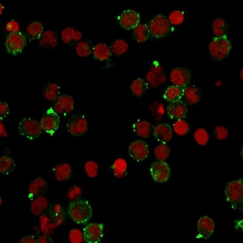 HLA-DQ Antibody (MHC II)