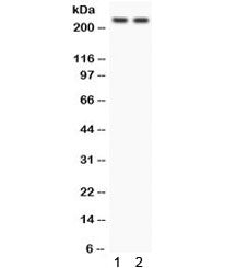 Otoferlin Antibody