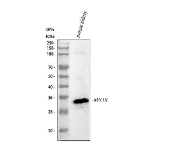 Western blot analysis of MIOX using anti-MIOX antibody. Lane 1: mouse kidney tissue lysates. After e