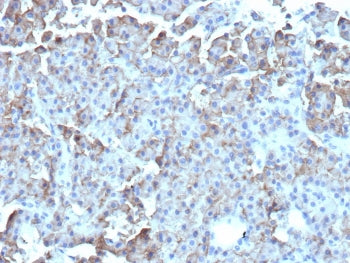 IHC staining of FFPE human parathyroid tissue with CD109 antibody (clone CD109/9947). HIER: boil tis