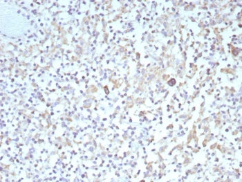 Bcl-X Antibody