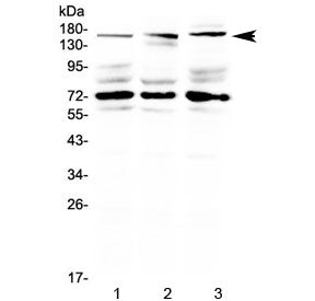 IL17RA Antibody