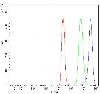 PYGL Antibody / Glycogen phosphorylase, Liver