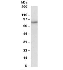 Western blot testing of mouse brain lysate with HCN3 antibody at 0.01ug/ml. Predicted molecular weig