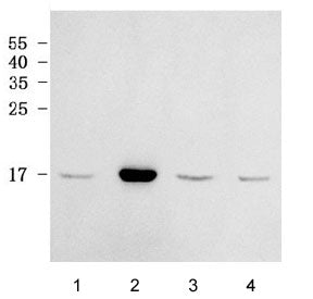 RPL38 Antibody / 60S ribosomal protein L38