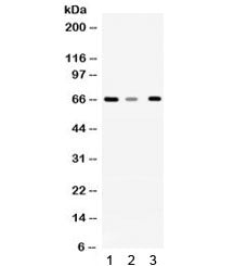 WDR1 Antibody / WD repeat-containing protein 1