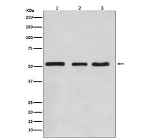 KLF4 Antibody