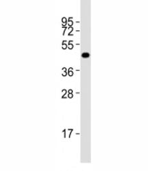 Western blot testing of Pou5f1 antibody at 1:2000 dilution + F9 lysate; Predicted molecular weight ~
