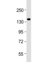 Western blot testing of human MCF-7 cell lysate with GIGYF2 antibody at 1:1000. Expected molecular w