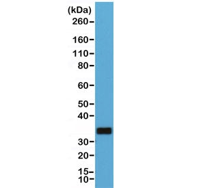 Western blot of human Raji cell lysate using recombinant CD20 antibody at 1:1000. Predicted molecula