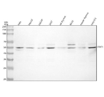 Western blot analysis of ODC1 using anti-ODC1 antibody. Lane 1: human Hela whole cell lysates, Lane