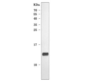 NDUFA2 Antibody