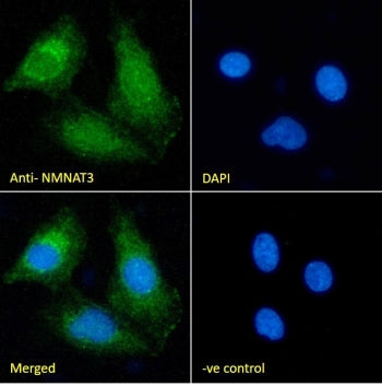 IF/ICC staining of fixed and permeabilized human HEK293 cells with NMNAT3 antibody (green) at 10ug/m
