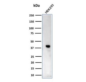 CKB Antibody / Creatine kinase B