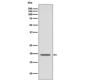 Western blot testing of human HepG2 cell lysate with Glucagon antibody. Predicted molecular weight ~