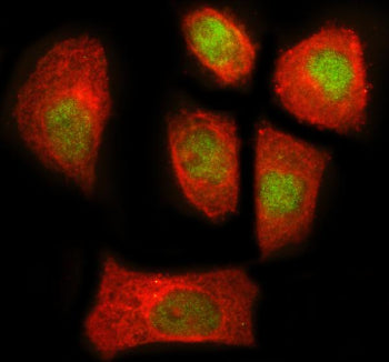 Immunofluorescent staining of NEK7 using anti-NEK7 antibody (green) and anti-Beta Tubulin antibody (