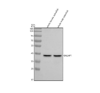 Western blot analysis of Dazap1 protein using Zebrafish Dazap1 antibody and 1) whole female zebrafis