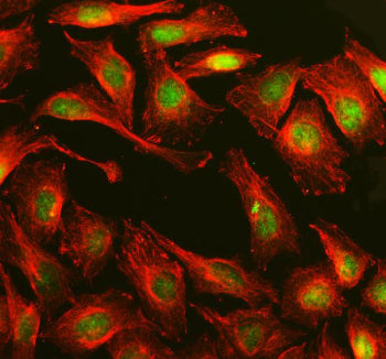 Immunofluorescent staining of MPLKIP using anti-MPLKIP antibody (green) and anti-Beta Tubulin antibo