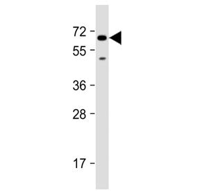 LNK Antibody / SH2B3 (N-Terminal Region)