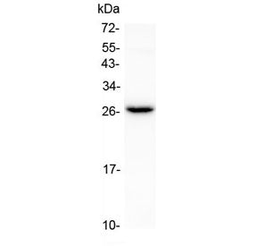 Western blot testing of mouse kidney tissue lysate with Flt3 ligand antibody at 0.5ug/ml. Predicted
