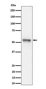 Western blot analysis of Phospho-Tau (S199) expression in mouse hippocampus cell lysate using Phosph