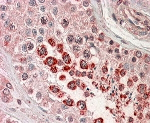 IHC testing of FFPE human testis with XAGE1 antibody at 4ug/ml. HIER: steamed with pH6 citrate buffe