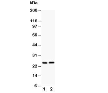 Claudin 2 Antibody