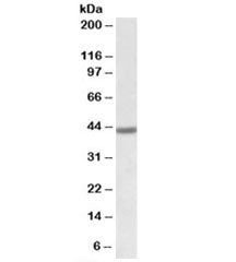 Western blot testing of human bone marrow lysate with FANCL antibody at 1ug/ml. Predicted molecular