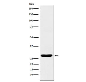 SCGN Antibody