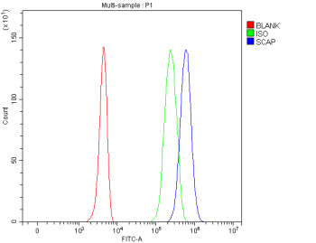 Flow Cytometry analysis of 293T cells using anti-SCAP antibody. Overlay histogram showing 293T cells