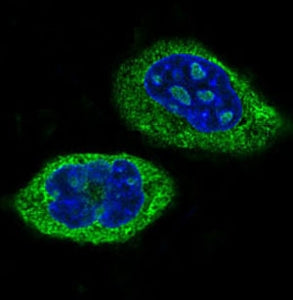 CLOCK Antibody