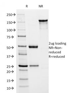 SDS-PAGE analysis of purified, BSA-free HSVI antibody (clone HSVI/2045) as confirmation of integrity