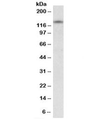 RIP140 Antibody