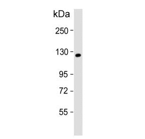 KIF11 Antibody / Eg5