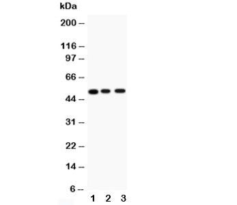 CHRM2 Antibody