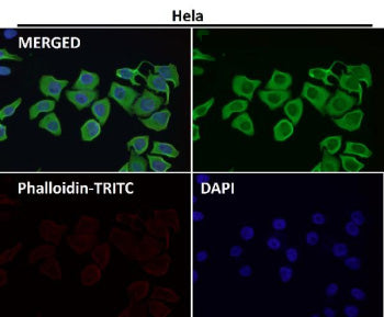 Immunofluorescent analysis using the LFNG antibody (green) at 1:150 dilution.