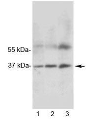 MRGX1 Antibody